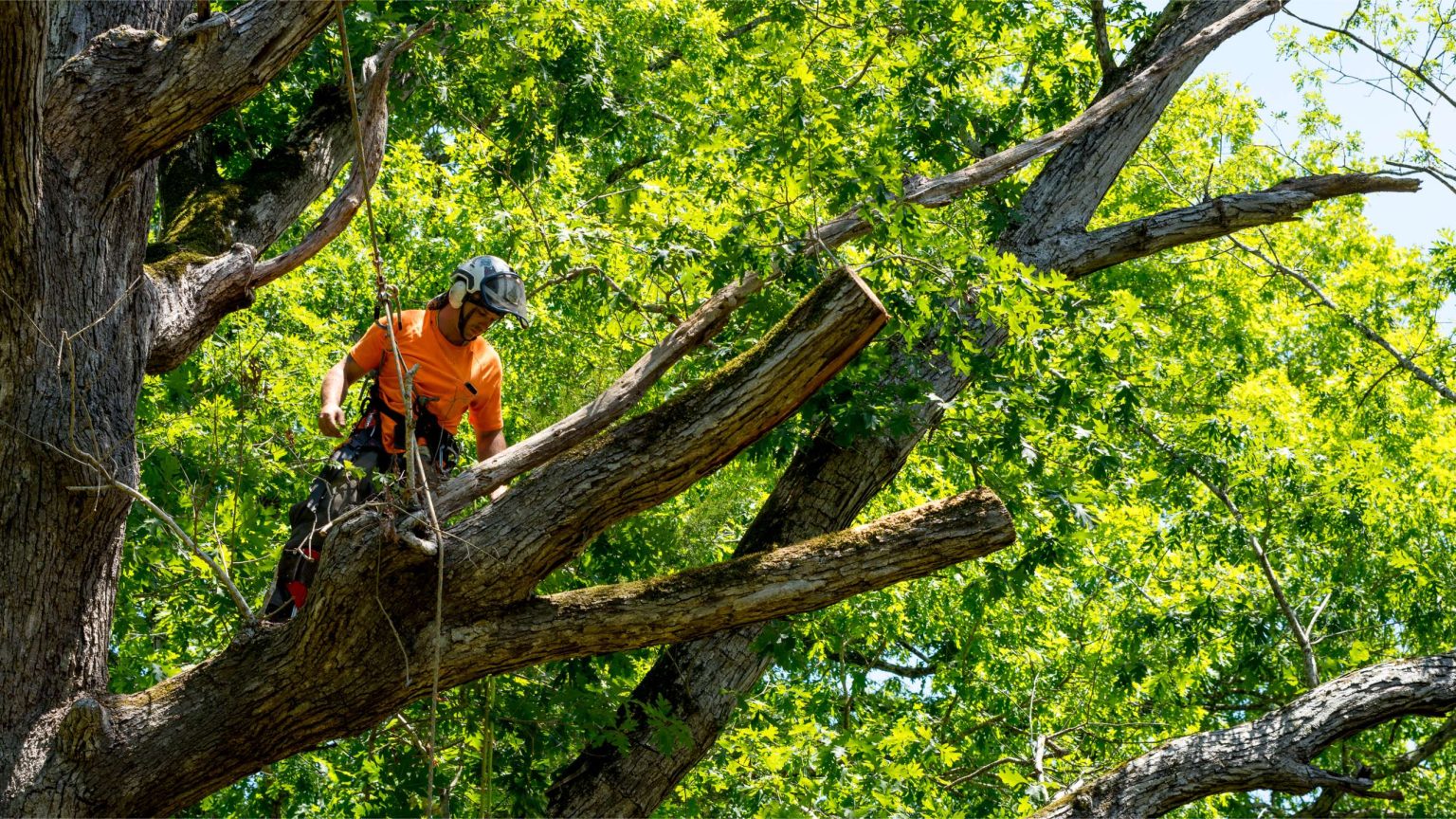 Masters Tree Service (1)