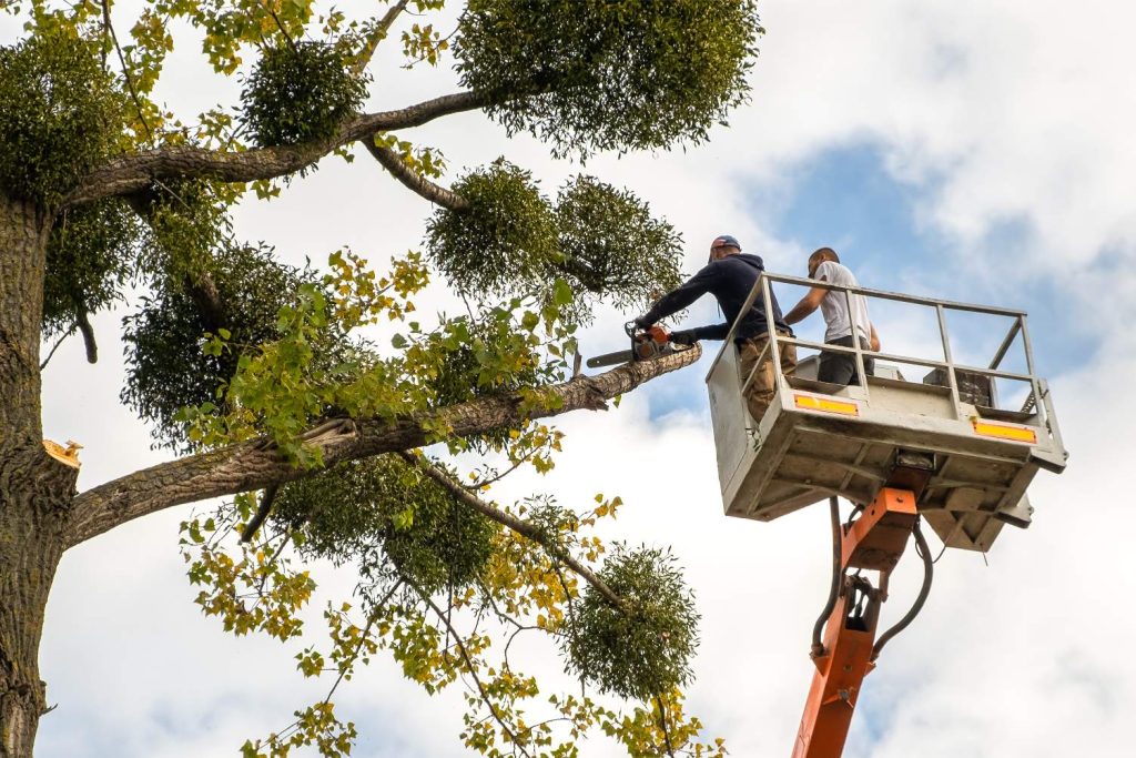 Masters Tree Service (4)