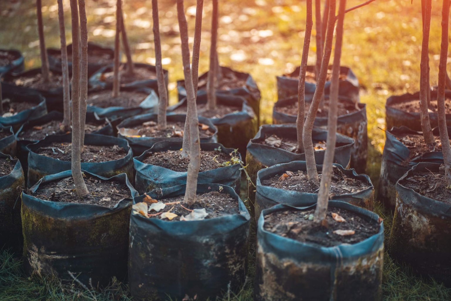 Masters Tree Service (7)
